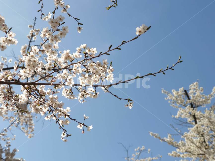 벚꽃,하늘,봄,벚꽃축제,꽃,자연,blue,sky,white,flower,편안한,따뜻한,예쁜,아름다운,풍경,개화,식물,나무,blossom,봄,계절,spring,season,식물,자연,plants,nature,꽃,flower,plant