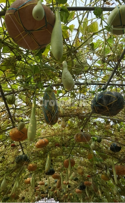 박,호박,늙은호박,박과채소,넝쿨,호박넝쿨,주렁주렁,과일,열매,fruit