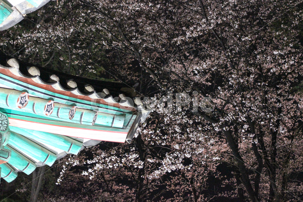 경포대,벛꽃,밤풍경,꽃구경,강릉,봄,계절,spring,season,한국전통,한국문화,korean traditional,korean culture,건축물,건물외관,exterior,building,structure,architecture,construction,건물