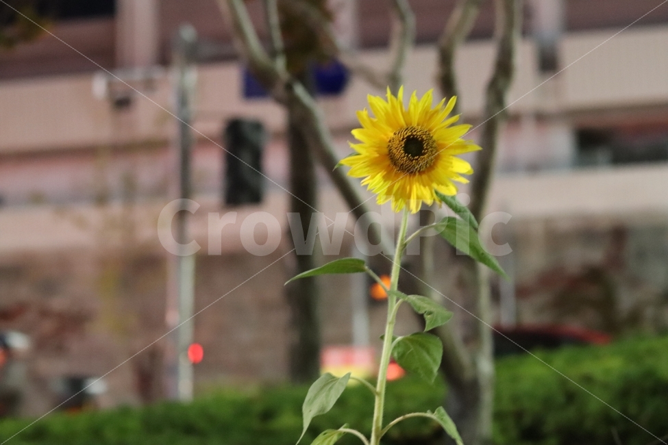 해바라기,꽃,노란색,노랑,해,밤,식물,자연,plants,nature,꽃,flower