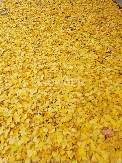 낙엽,은행나무,노랑,가을,단풍