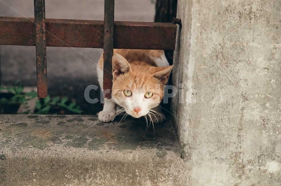 귀여움,야옹,반려동물,cats,mammals,animals,cute,meow,pets,mammal,포유류,cat,고양이,pet,abyssinian,동물,animal,아비시니안,manx,동물,animal,포유류,mammal,고양이,cat,kitten,kitty