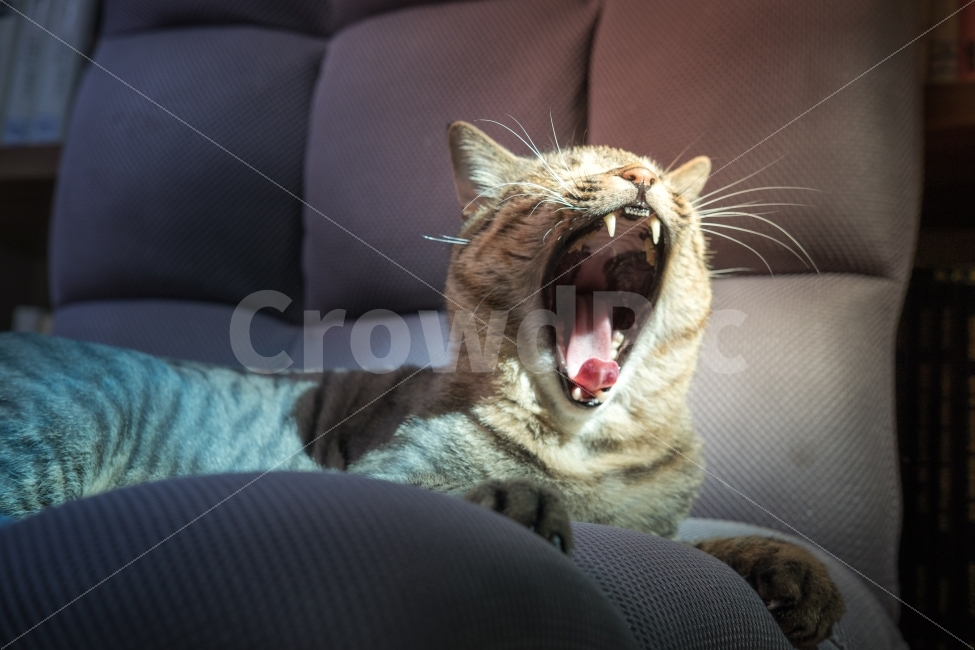 고양이,하품,냥이,동물,애완동물,냐옹이,동물,animal,포유류,mammal,고양이,cat,kitten,kitty