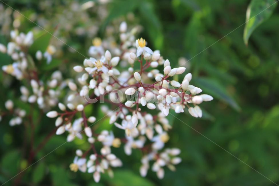 꽃,꽃봉오리,식물,자연,초록,흰색,노랑,flower,flowerbud,plants,nature,green,white,yellow,hana,tsubami,shokubutsu,midori,shiro,kiiro,식물,자연,plants,nature,꽃,flower
