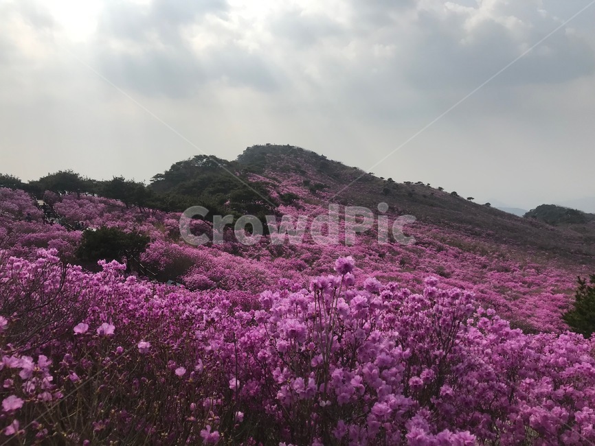 진달래꽃밭,비슬산,참꽃축제,flower,봄
