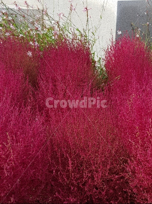 plant,pink,꽃,자연,nature