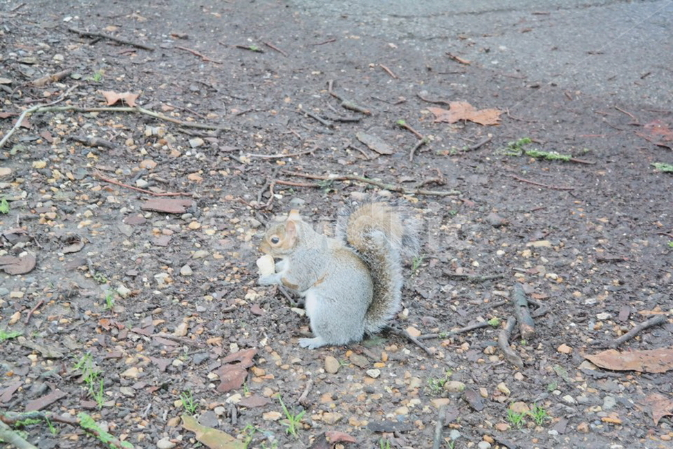 공원,청솔모,동물,흙,풀,가지,동물,animal,포유류,mammal