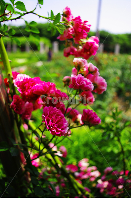 장미,꽃,식물,flower,자연,color,nature,식물,자연,plants,nature,꽃,flower