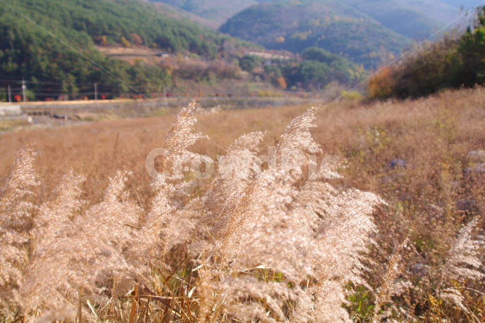 가을,가을풍경,초겨울,풍경,grass,plant,식물,lawn,잔디,갈대,reed,가을,계절,fall,autumn,season