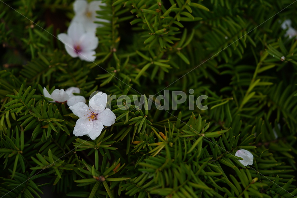 벚꽃,꽃,플라워,봄,봄꽃,flower,흰색,화이트,느낌,감성,접사,계절,나무,식물,생명,생물,식물,자연,plants,nature,꽃,flower