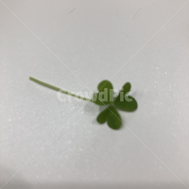 세잎클로버,초록,행복,꽃말,감성사진,식물,자연,plants,nature