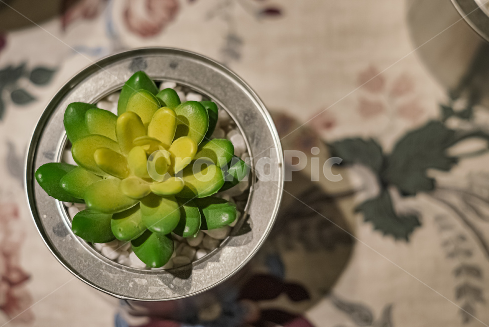 plant,식물,다육,배경,초록