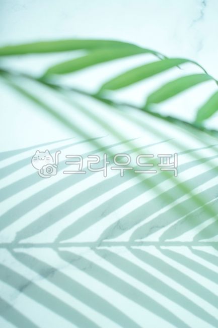 shadow,pattern,mint color,frond,summer,White space,palm tree,fluttering,leaves,copy space,stripe,green,natural,nature,tree,emptied,abstract,leaf,tropical,pointed,marble,blue,light,tropics,background,plant,silhouette,loose