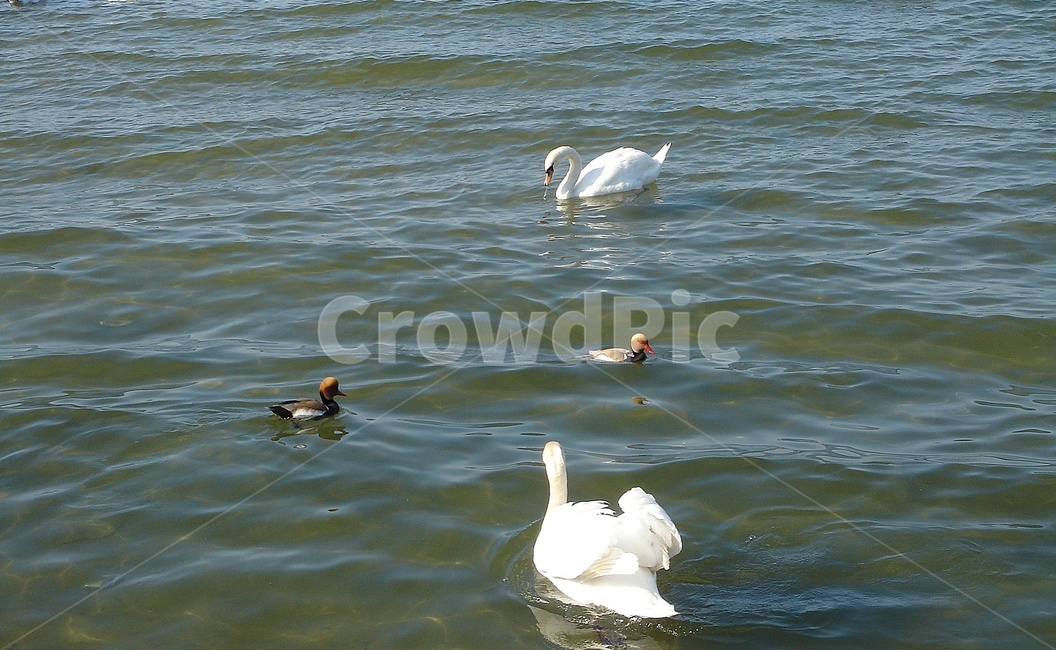 백조,천둥오리,원앙,하얀색,호수,물,bird,새,animal,동물,동물,animal,조류,새,birds