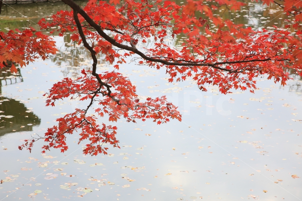 가을,단풍,연못,식물,빨강,가을,계절,fall,autumn,season,식물,자연,plants,nature,나무,trees,wood,plant,leaf,잎,tree,maple