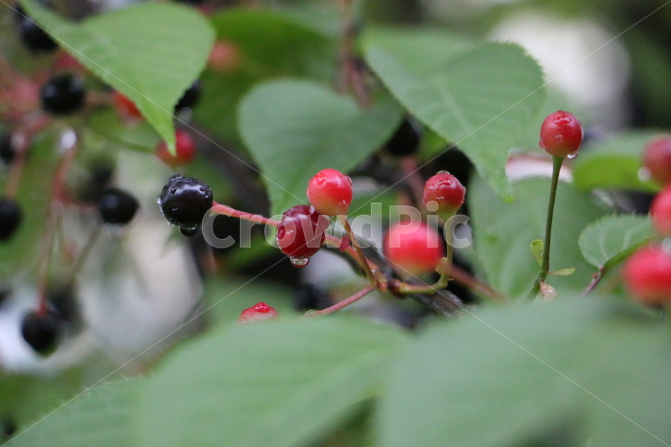 버찌,열매,cherry,이슬,fruit,식물,자연,plants,nature,과일,열매,fruit