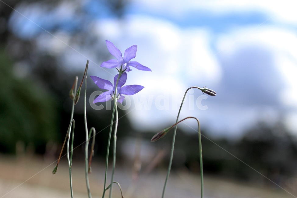 꽃,들꽃,봄,보라색꽃,감성,식물,자연,색깔,색감,색체,보라색,flower,nature,spring,purple