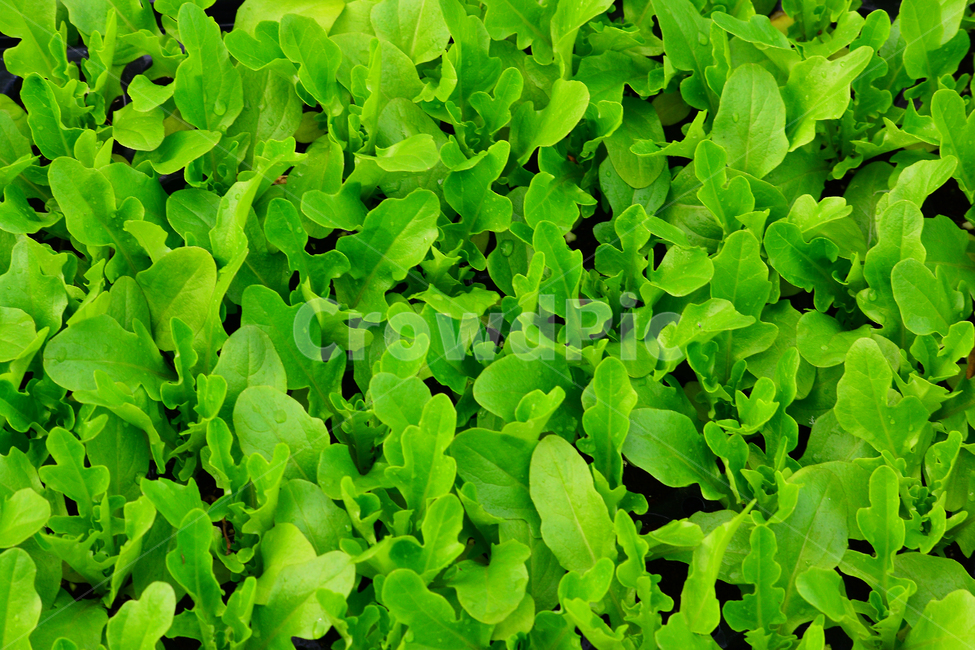 상추,봄이미지,야채,채소,봄,신선,비타민,건강식품,food,fresh,녹색채소,쌈,재료,그린,잎새,새순,새싹,패턴,자연,초본,풀,줄기,식물,배경,백그라운드,바탕화면,그리너리,싱그러운,순수,무공해,청정,초록,녹색,green,출발,시작,새잎,봄소식,봄날,3월,4월,spring,background,plant,new,스타트,start,어린,연약한,natural,먹거리,봄,계절,spring,season,식물,자연,plants,nature,음식