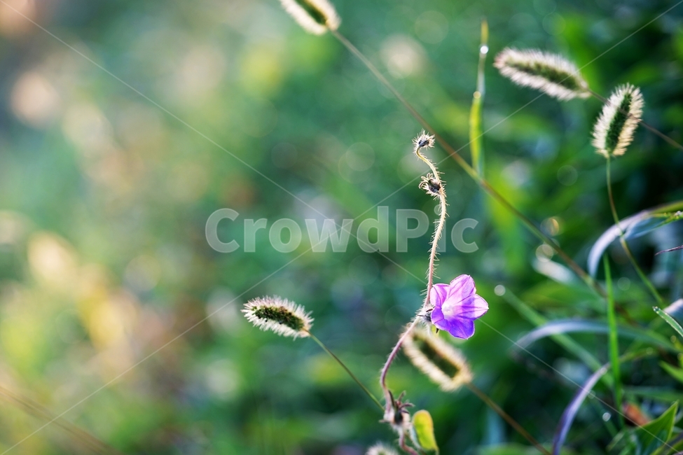 강아지풀,야생화,풀,식물,아침이슬,가을,식물,자연,plants,nature,꽃,flower