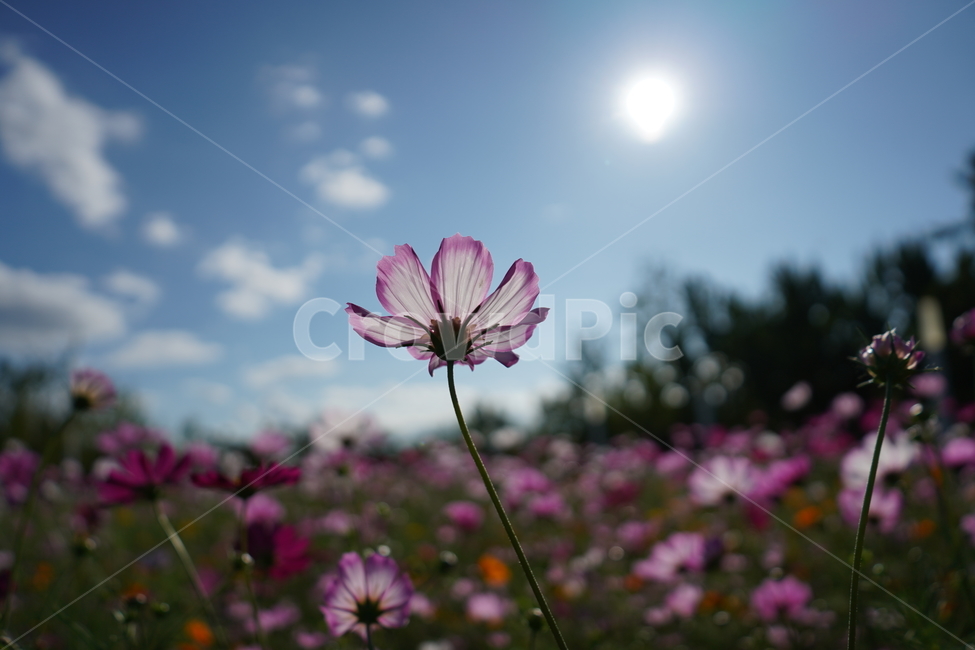 꽃,flower,데이지,식물,제라늄,식물,자연,plants,nature,꽃,flower