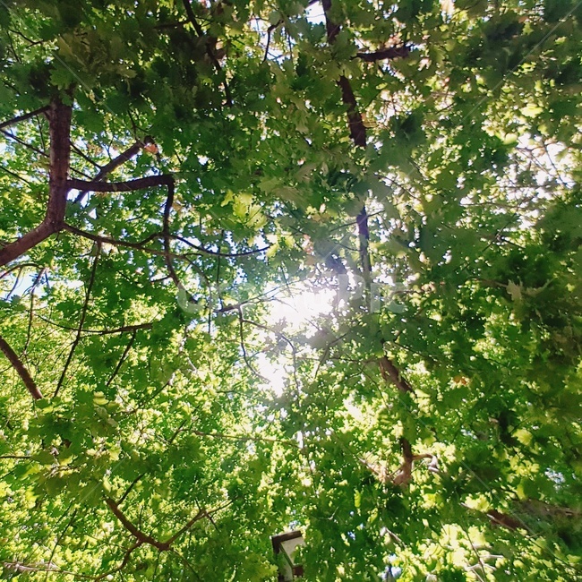 tree,나무,plant,식물,햇빛,햇살,초록,따뜻함