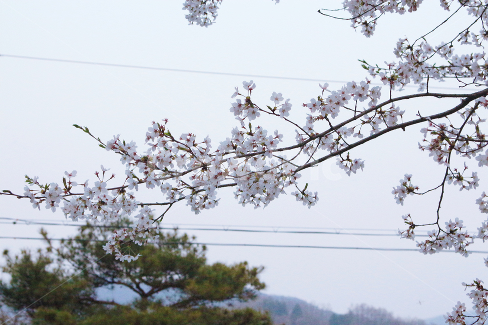자연,벚꽃,풍경,봄,나무,야외,봄,계절,spring,season,식물,자연,plants,nature,꽃,flower,plant,blossom