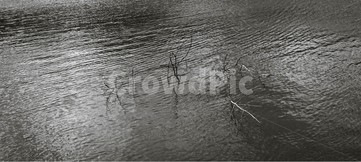 나무,자연,물,바다,흑백,흐름,시간,물결,tree,time,nature,color,wave,자연,풍경,nature,landscape,흑백,모노톤,monochrome,black and white,water,outdoors,옥외