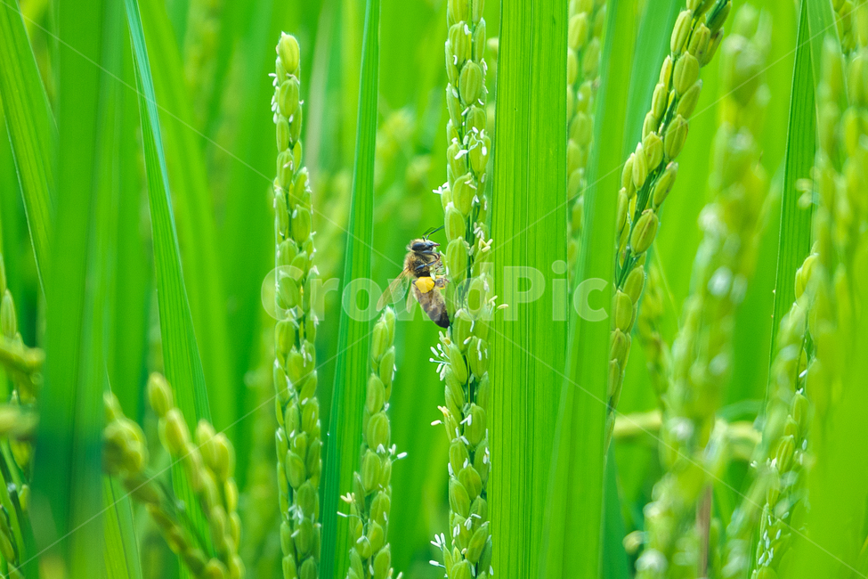 벌,수직,자연,꿀,bee,honey,vertical,벼,rice,asianrise,초록,논,식물,자연,plants,nature,동물,animal,곤충,벌레,insect,bug