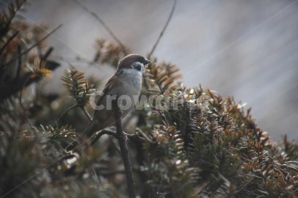 참새,새,sparrow,동물,bird,작은새,동물,animal,조류,새,birds