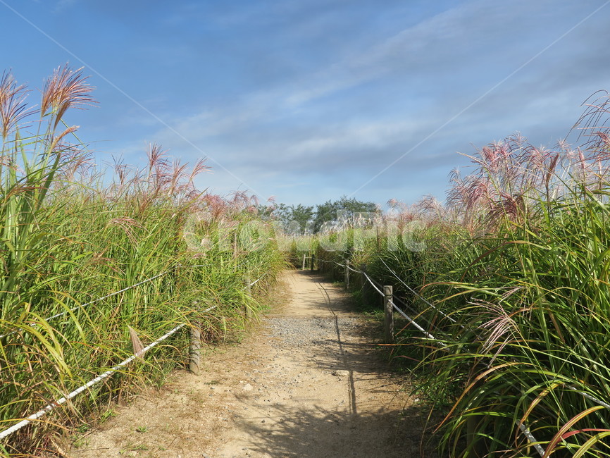 바닥,흙길,길,갈대,하늘,식물,자연,plants,nature