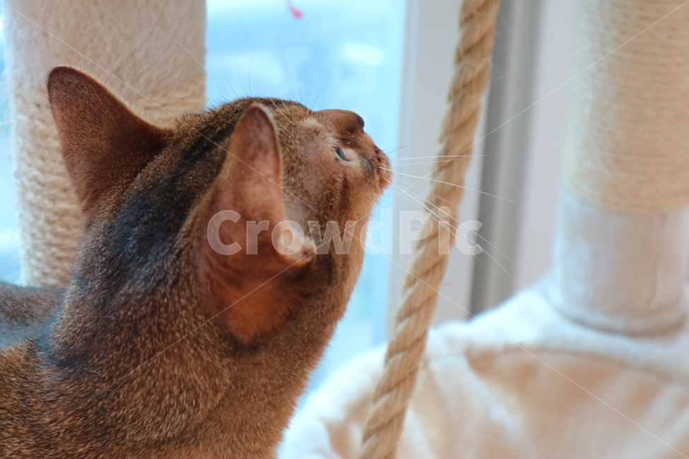 고양이,뒷모습,아비시니안,동물,반려동물,동물,animal,포유류,mammal,고양이,cat,kitten,kitty