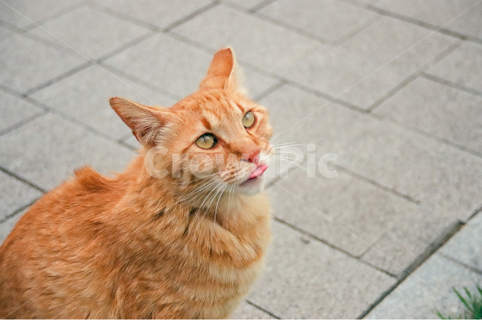 고양이,cat,길고양이,동물,animals,kitten,귀여움,cute,표정,친근함,동물,animal,포유류,mammal,고양이,cat,kitten,kitty