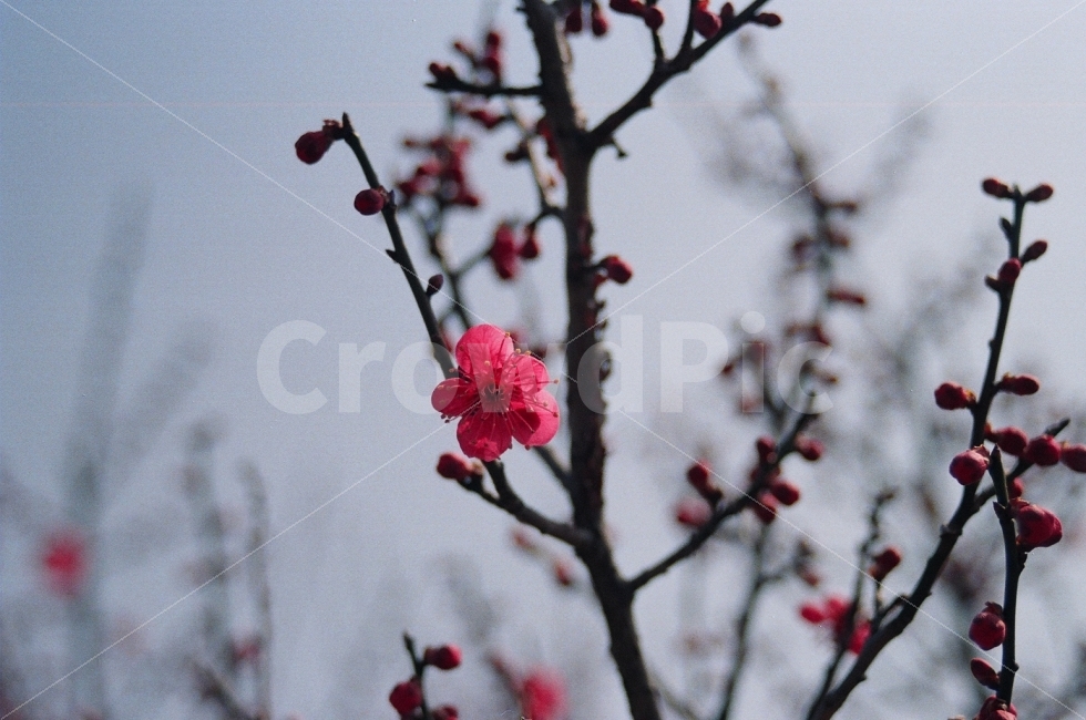꽃사진,홍매화,필름사진,FM2,꽃,봄,계절,spring,season,식물,자연,plants,nature,꽃,flower,감성,sensible,feeling,plant,blossom