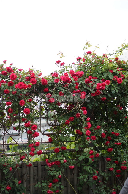 장미,장미꽃,빨강,빨간색,5월,풍경,계절,식물,자연,plants,nature,꽃,flower