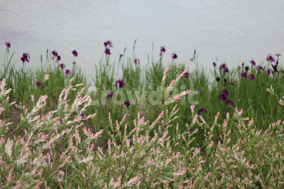 오색버드나무,자연,풍경,핑크,흰색,봄,식물,자연,plants,nature