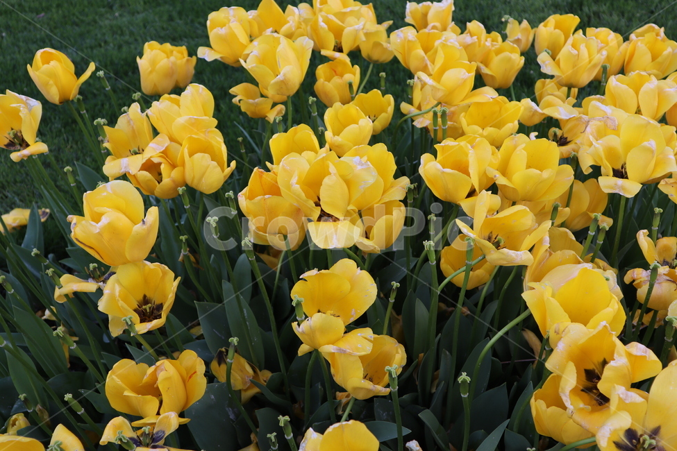 튤립,flower,꽃,blossom,plant,식물,봄,노란튤립,tulip,식물,자연,plants,nature,꽃,flower