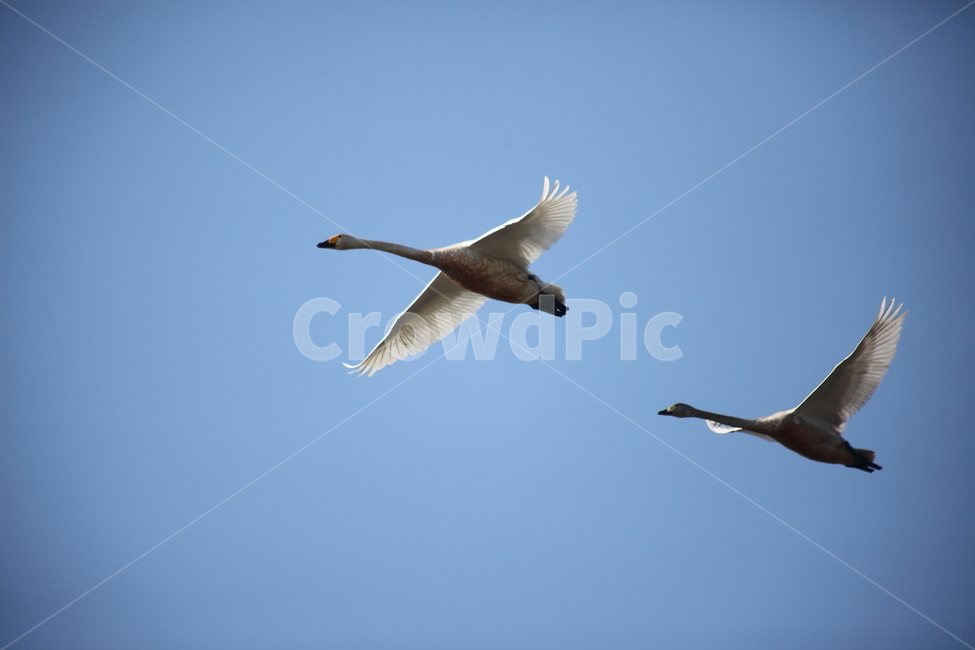 bird,새,animal,동물,고니,백조,swan,큰고니,동물,animal,조류,새,birds
