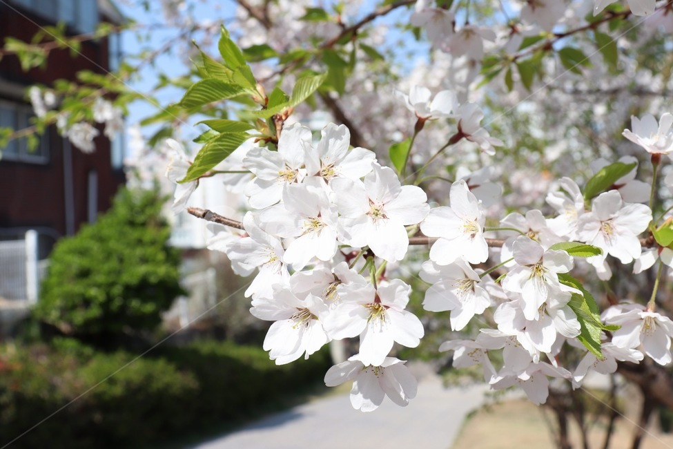 꽃,흰색,아름다운,풍경,하늘,날씨,봄,계절,spring,season,식물,자연,plants,nature,꽃,flower,plant
