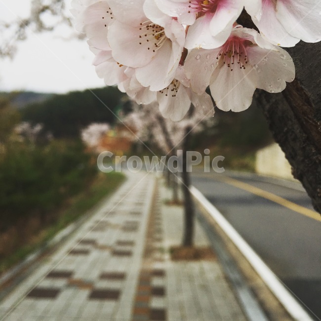 벚꽃,클로즈업,비,빗방울,나무,봄,계절,spring,season,식물,자연,plants,nature,꽃,flower,plant