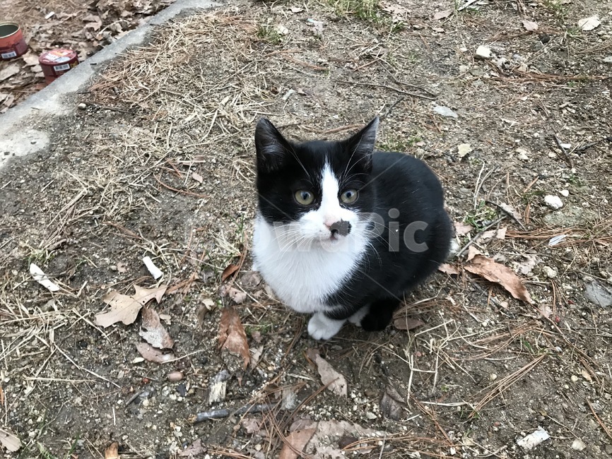 고양이,ground,바닥,침착,기다려
