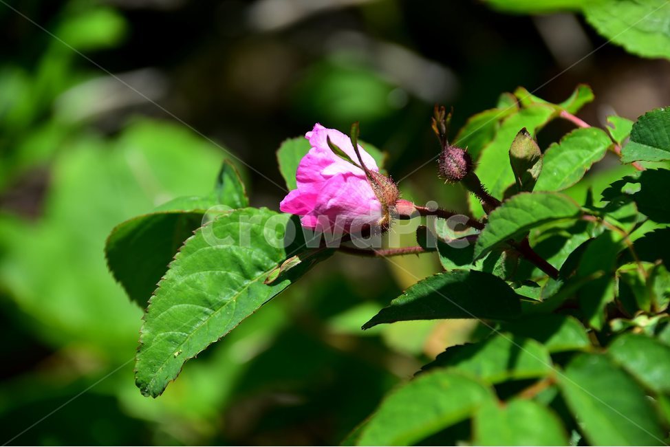 인가목,야생화,꽃,식물,자연,생태,플라워,flower,plants,nature,식물,자연,plants,nature,꽃,flower
