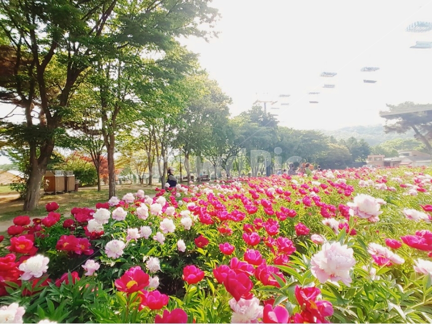 plant,식물,geranium,blossom,flower,야외,자연,리프트,공원,파크,하늘,구름,나무,꽃,봄