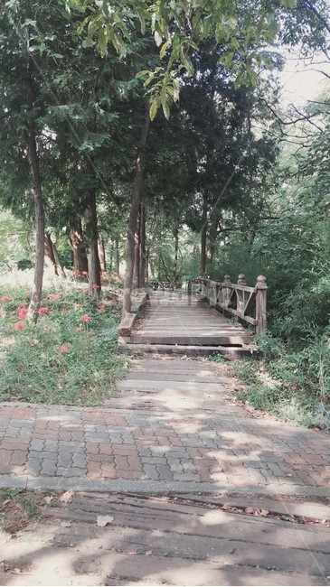 산책로,숲,햇볕,stroll,forest,sunlight