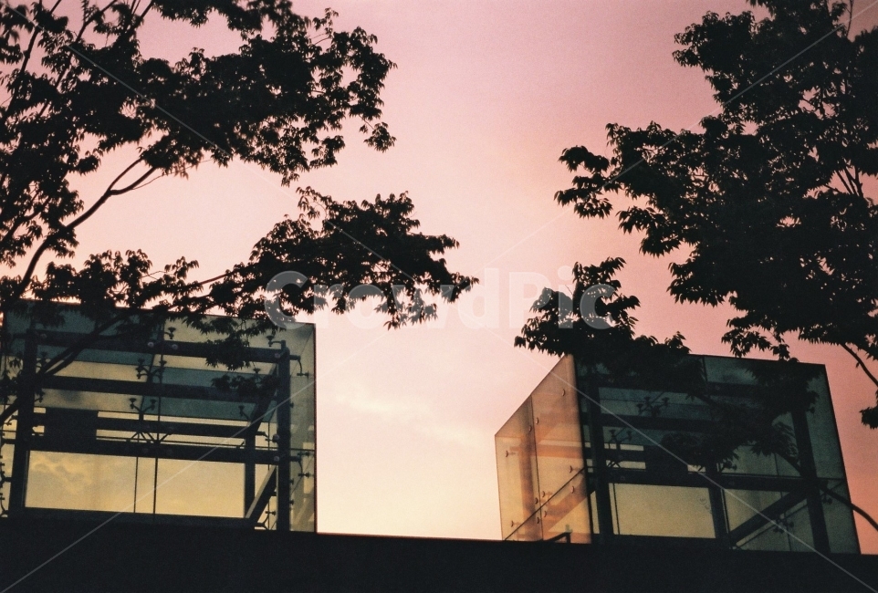 필름사진,하늘,노을,나무,일몰,공원,분위기,감성,감성사진,필름카메라,감성,sensible,feeling