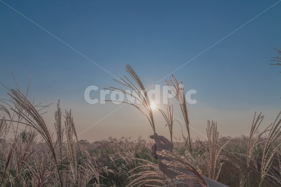 가을,갈대,노을,하늘,가을하늘,공원,가을,계절,fall,autumn,season,식물,자연,plants,nature,감성,sensible,feeling,grass,잔디,plant,lawn,reed