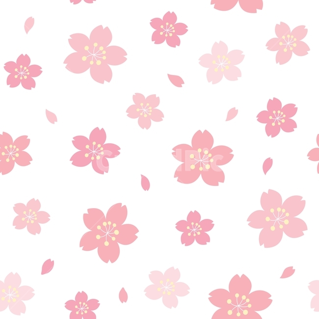 벚꽃,꽃,봄,꽃잎,패턴,분홍,디자인,귀여운,흰색,cherryblossom,flower,식물,spring,계절,포장지,pattern,배경,백그라운드,vector,design,pink,white,illustration,background
