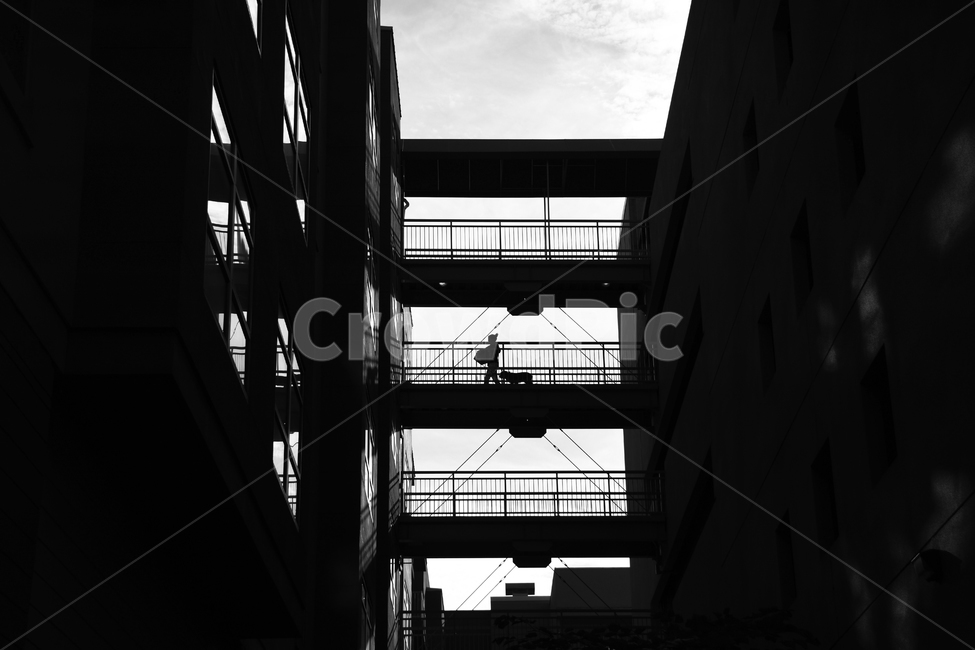 silhouette,실루엣,강아지,산책,석양,노을,sunset,미국,하늘,sky,blackwhite,흑백