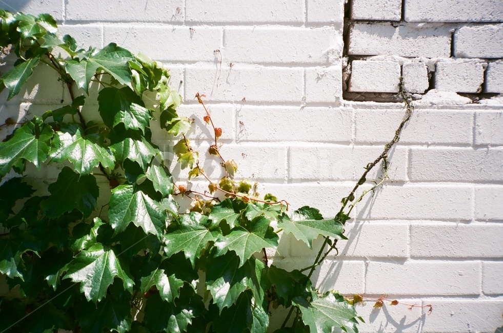 담쟁이,벽,풍경,아이비,벽돌,식물,자연,plants,nature,감성,sensible,feeling
