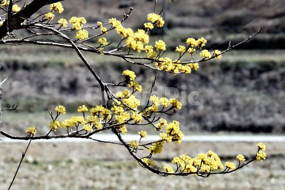 봄,산수유,꽃,노란색,나무,식물,자연,계절,yellow,nature,season,flower,beauty,tree,봄,계절,spring,season,식물,자연,plants,nature,꽃,flower,plant,blossom