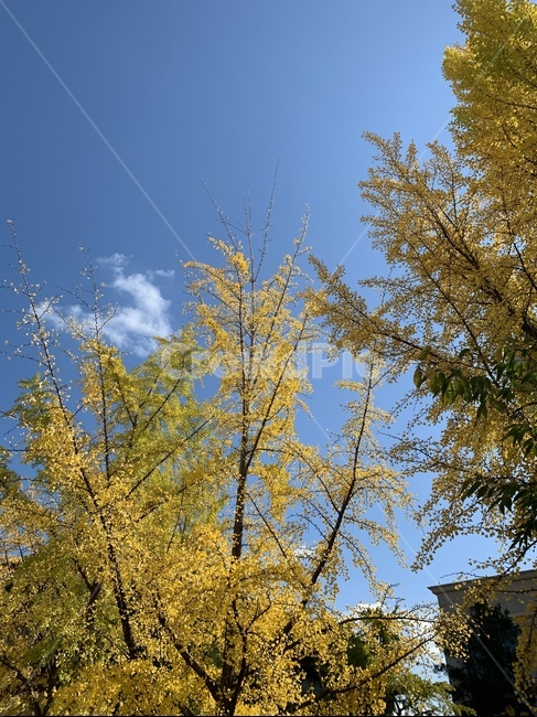 tree,나무,nature,자연,단풍,풍경,하늘,감성사진
